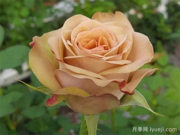 卡布奇诺月季/卡布奇诺玫瑰Cappuccino(新西兰)