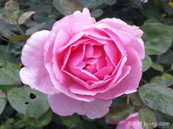 卡德法尔兄弟月季/凯蒂兄弟/卡德法尔修士Brother Cadfael