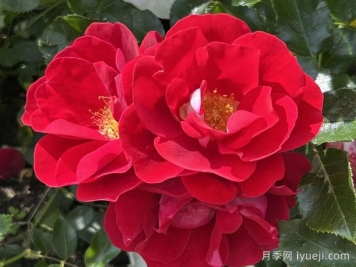 卡拉乔月季/卡拉奇月季Caracho