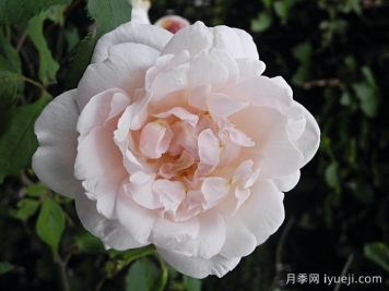 卡里叶夫人月季/阿尔弗雷德夫人Mme Alfred Carriere