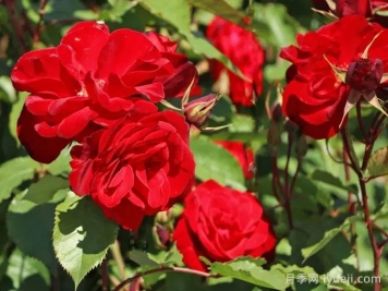 卡斯泰拉月季Castella