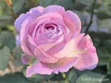 开心果月季Laugh Maker