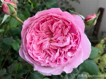 凯丽月季/凯里月季Carey