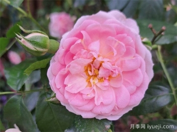 可爱玫迪兰月季/可爱美地兰