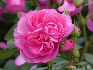 快板月季/欢快乐章/欢乐乐章Allegro