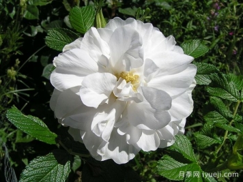 库拜重瓣白月季/穆斯林玫瑰Blanc Double de Coubert