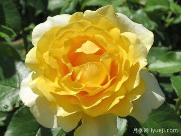 快乐幸运月季/快乐走运/开心快乐Happy Go Lucky