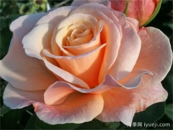 快乐的一天月季Oh Happy Day