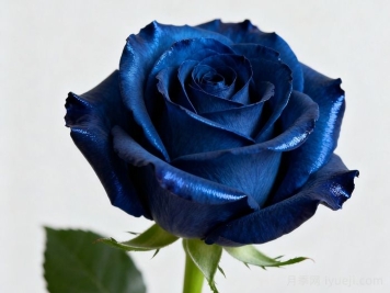 蓝色妖姬玫瑰