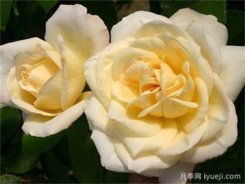 拉佩拉月季/梦贝拉La Perla