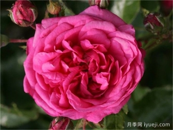 拉古纳月季/拉古娜月季Laguna