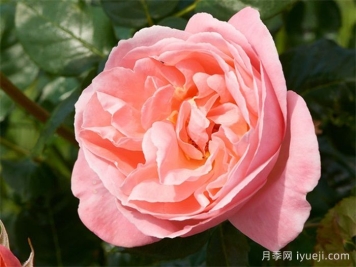 丽萝月季/利洛月季Lilo Renaissance