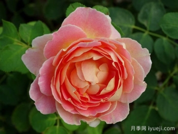 乐在阳光月季/嬉晴/阳光下的乐趣Fun in the Sun