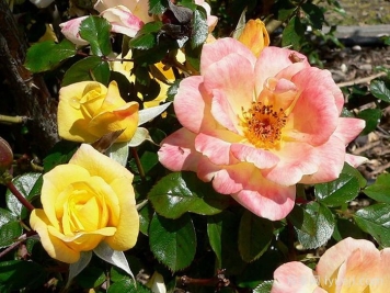 劳拉福特月季/诺曼底Laura Ford