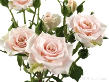 浪漫之花月季Romance Blossoms