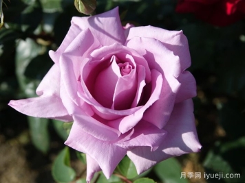 蓝月亮月季/蓝月月季Blue Moon