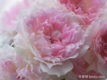 镂空月季/蔚蓝刺绣/光之窗Ajouree