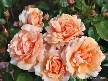 灵魂姐妹月季Soul Sister