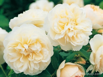 利奇菲尔德天使月季Lichfield Angel