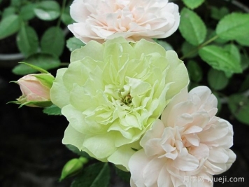 绿冰月季Green Ice