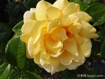 马可波罗月季Marco Polo