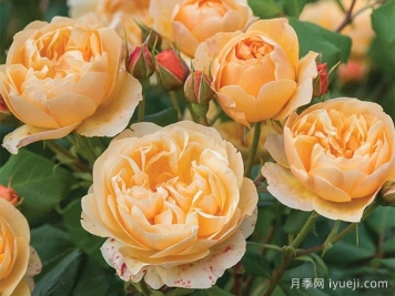 罗尔德达尔月季Roald Dahl