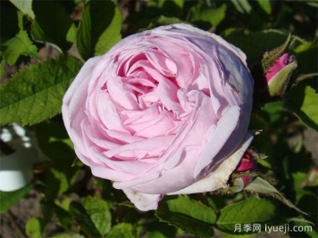 路易斯雷爵夫人月季/路易斯莱维克夫人Mme Louis Leveque