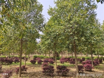 女贞的栽培技术及应用