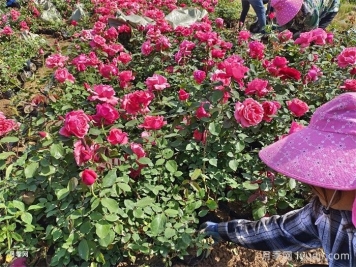 批发月季花苗为什么首选南阳？