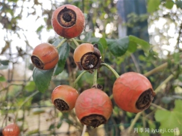 南阳月季上太空，航天育种开启星际培育新征程