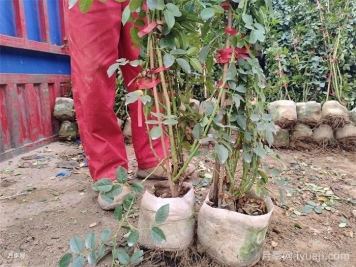 藤本月季选苗与养护的关键误区