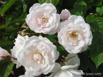 玛丽帕维奇月季/帕维叶月季Marie Pavic