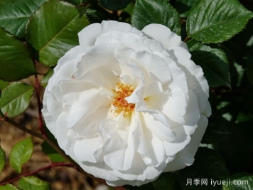 玛格丽特梅丽尔月季Margaret Merril