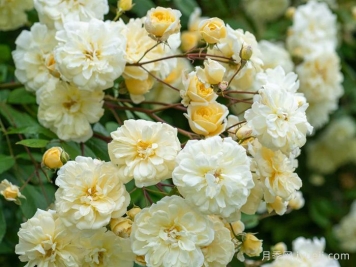 马文山月季Malvern Hills