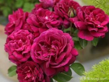 美杜莎之瞳月季