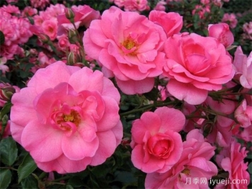 米拉托月季Mirato