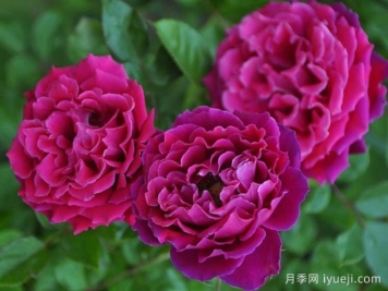 迷人褶边月季Glamorous Ruffles