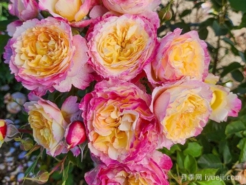 梦想成真月季/活出梦想/闪耀时刻Living the Dream