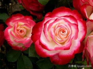 摩纳哥公爵月季/樱桃派对月季/樱桃冻糕Jubile du Prince de Monaco