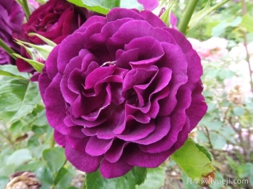 暮色区域月季/阴阳魔界月季Twilight Zone