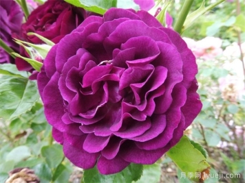 暮光之城月季Velvety Twilight