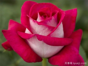 莫妮卡贝鲁奇月季/莫妮卡月季Monica Bellucci