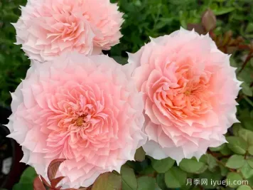 莫妮卡戴维月季Monique Darve