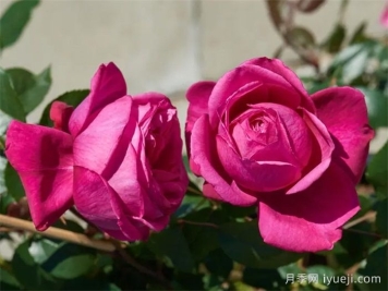 娜塔莉月季Natalie Renaissance