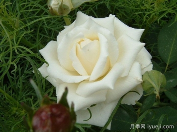 帕斯卡利月季Pascali