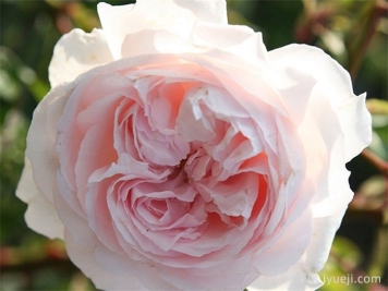 怦然心动月季/康斯坦茨莫扎特月季First Crush