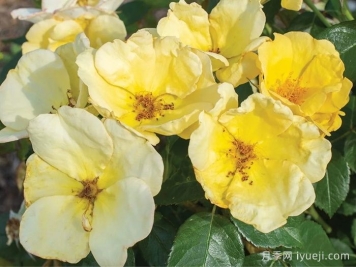 轻松自在绝代佳人月季Easy Bee-zy Knock Out