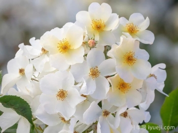 邱园月季Kew Garden