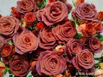 巧克力泡泡月季Chocolate Bubbles