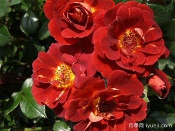 巧克力盒月季Chocolate Box